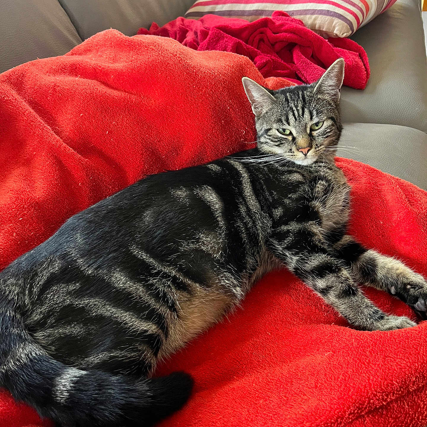 Nala participe au concours pour gagner de l'argent avec cette photo : animal, blanket, cat, comfortable, couch, cozy, ears, feline, fur, home, indoor, paw, pet, red_blanket, relaxed, resting, striped_pillow, tabby, tail, whiskers