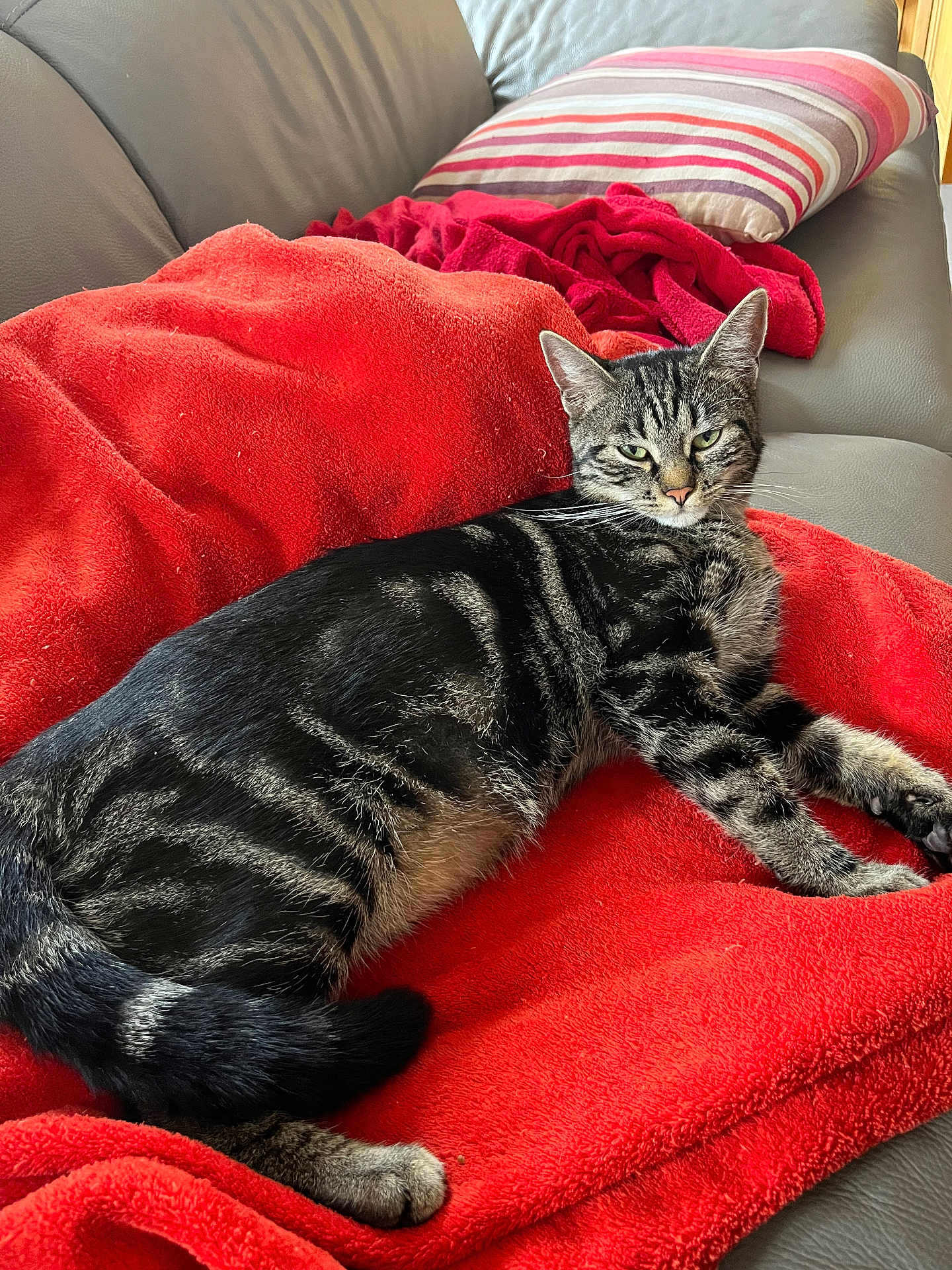 Nala participe au concours pour gagner de l'argent avec cette photo : cat, tabby, pet, animal, feline, resting, couch, blanket, red_blanket, striped_pillow, indoor, relaxed, fur, whiskers, ears, tail, paw, cozy, home, comfortable