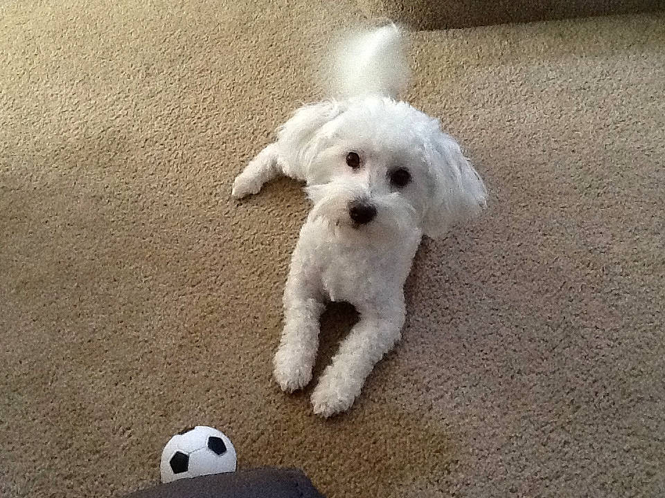 Martin joined the competition — help win amazing prizes! bichon, bichon_frise, bolognese, bolonka, canidae, carnivore, companion_dog, dog, dog_breed, havanese, maltepoo, maltese, mammal, miniature_poodle, non_sporting_group, poodle_crossbreed, puppy, schnoodle, toy_poodle, vertebrate