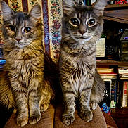 Satan N Khaos joined the competition — help win amazing prizes! cat, tabby, feline, pet, animal, fluffy, sitting, curious, brown, armrest, bookshelf, books, vintage, wallpaper, indoor, home, decor, fur, whiskers, eyes