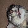 cat, close_up, whiskers, teeth, mouth_open, fur, gray_cat, white_fur, black_fur, pet, animal, lying_down, indoor, carpet, sleepy, cute, face, ears, nose, feline