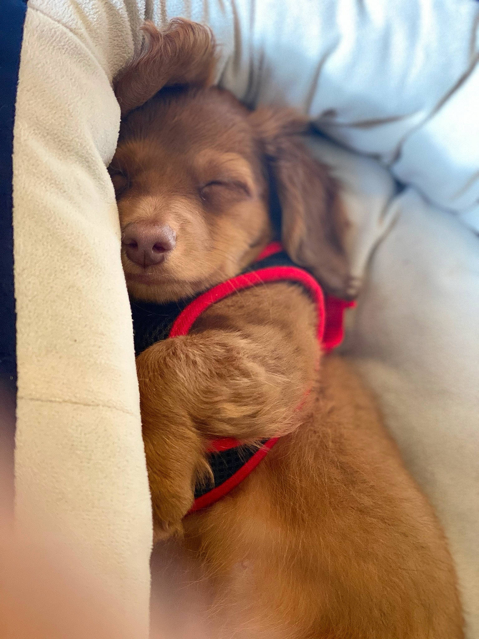 Bentley joined the competition — help win amazing prizes! canidae, carnivore, companion_dog, dog, dog_breed, fawn, golden_retriever, mammal, nova_scotia_duck_tolling_retriever, puppy, puppy_love, retriever, snout, sporting_group