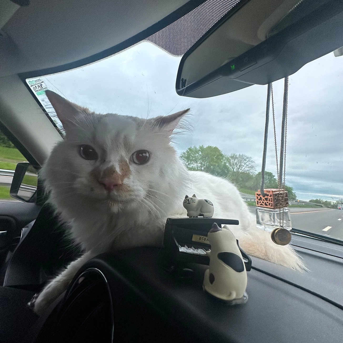 Leo is registered to the contest to win money with this photo: animal, car, cat, charm, closeup, cloudy, cute, dashboard, figurine, highway, interior, perfume_bottle, pet, rearview_mirror, relaxing, sky, toy, trees, white_cat, window