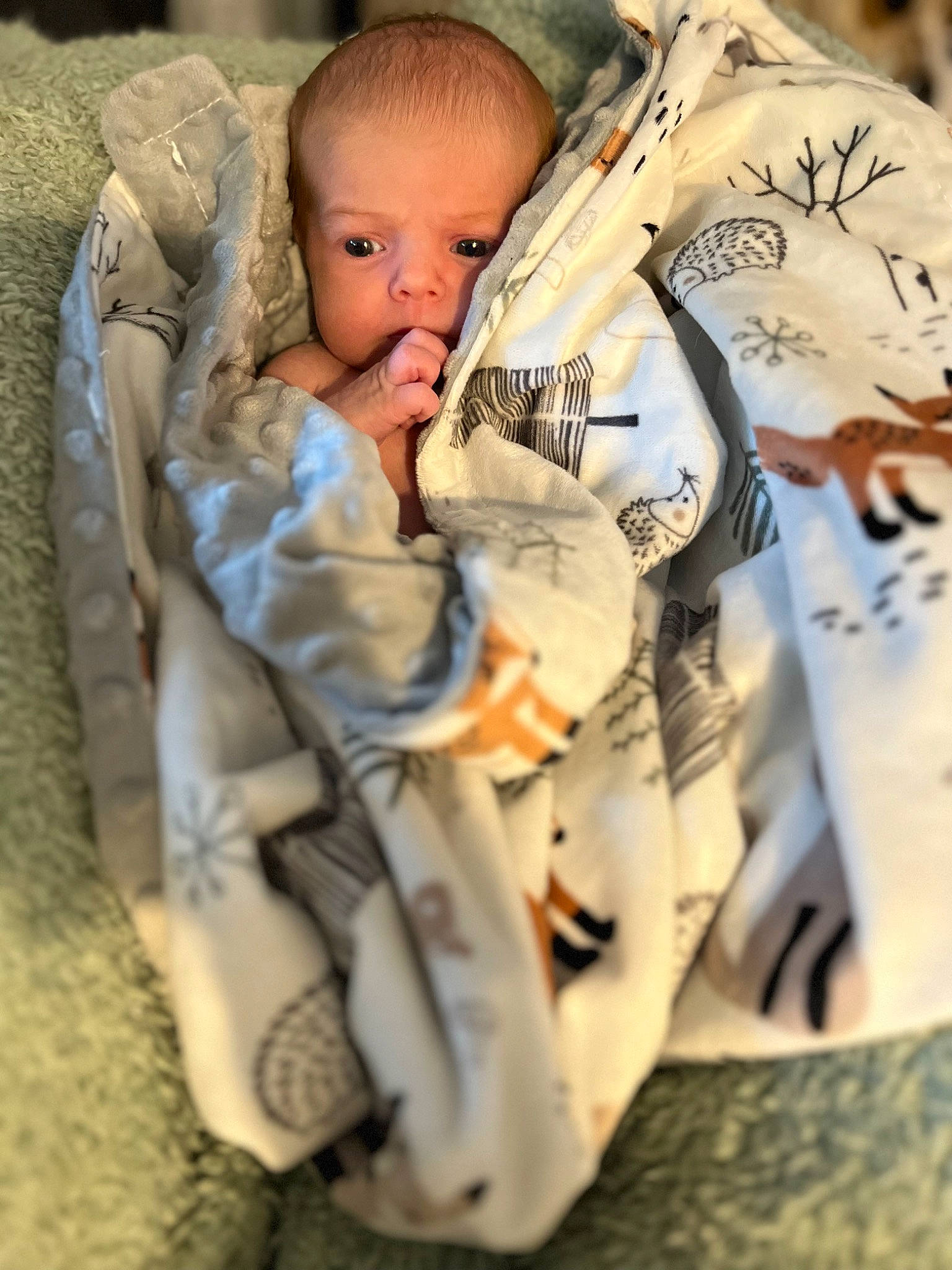 Holly is registered to the contest to win money with this photo: army, baby, camouflage, child, comfort, eye, fur, gesture, hand, infantry, marines, military, military_camouflage, military_organization, military_person, military_uniform, pattern, person, soldier, toddler