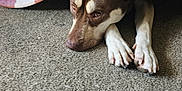 Marley is registered to the contest to win money with this photo: dog, blanket, carpet, resting, cozy, indoor, brown, white_paws, pet, animal, cute, fur, canine, relaxed, comfort, sleepy, home, checkered, soft, hidden