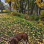 Marley is registered to the contest to win money with this photo: dog, brown_dog, leaves, autumn, fall, trees, grass, outdoor, nature, collar, leash, sniffing, yellow_leaves, season, park, canine, pet, walking, daytime, scenery