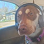 Marley joined the competition — help win amazing prizes! dog, headphones, car, seat, window, leash, collar, brown_fur, alert, pet, canine, indoors, daylight, resting, closeup, animal, travel, road_trip, accessory, vehicle