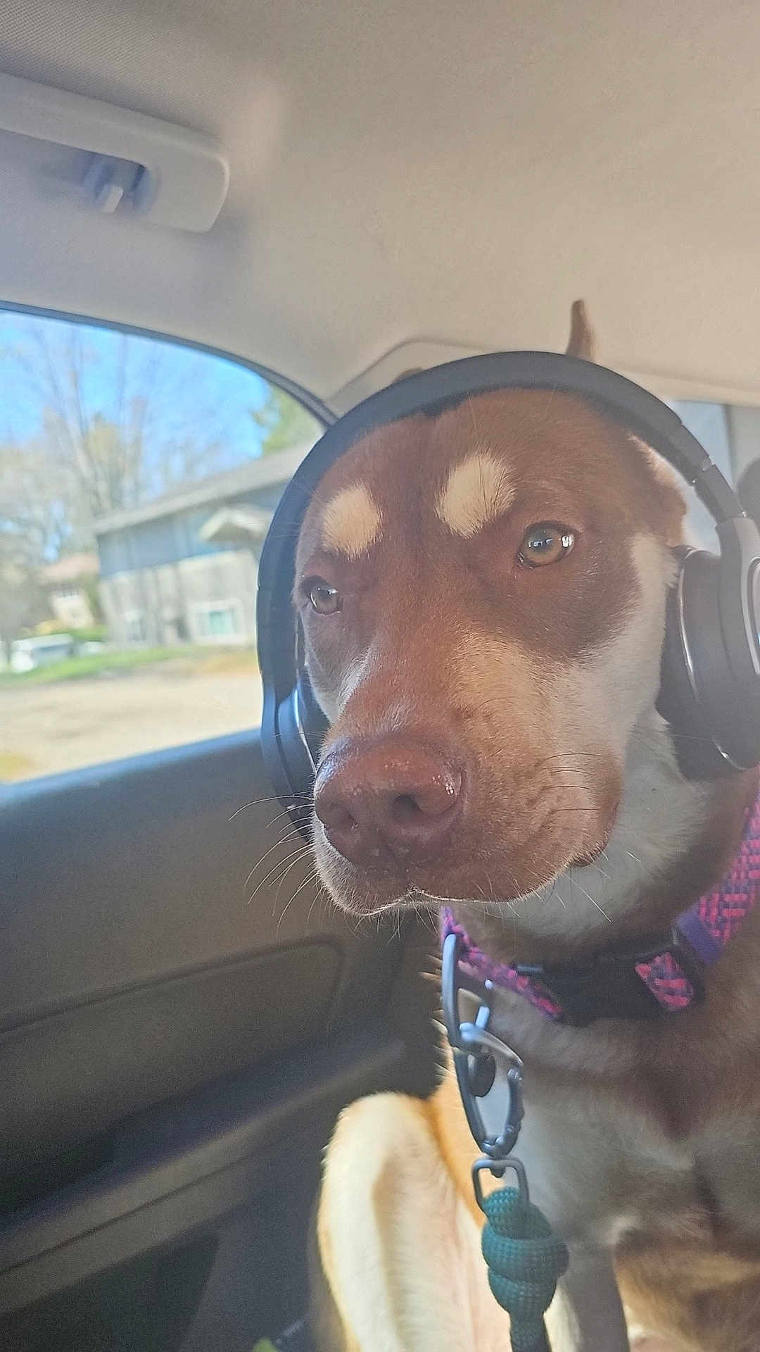 Marley joined the competition — help win amazing prizes! dog, headphones, car, seat, window, leash, collar, brown_fur, alert, pet, canine, indoors, daylight, resting, closeup, animal, travel, road_trip, accessory, vehicle
