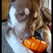 Marley is registered to the contest to win money with this photo: dog, husky, pet, playing, pumpkin, carpet, indoor, animal, brown_and_white, ears, paws, chewing, toy, living_room, furniture, cozy, curious, close_up, canine, relaxed