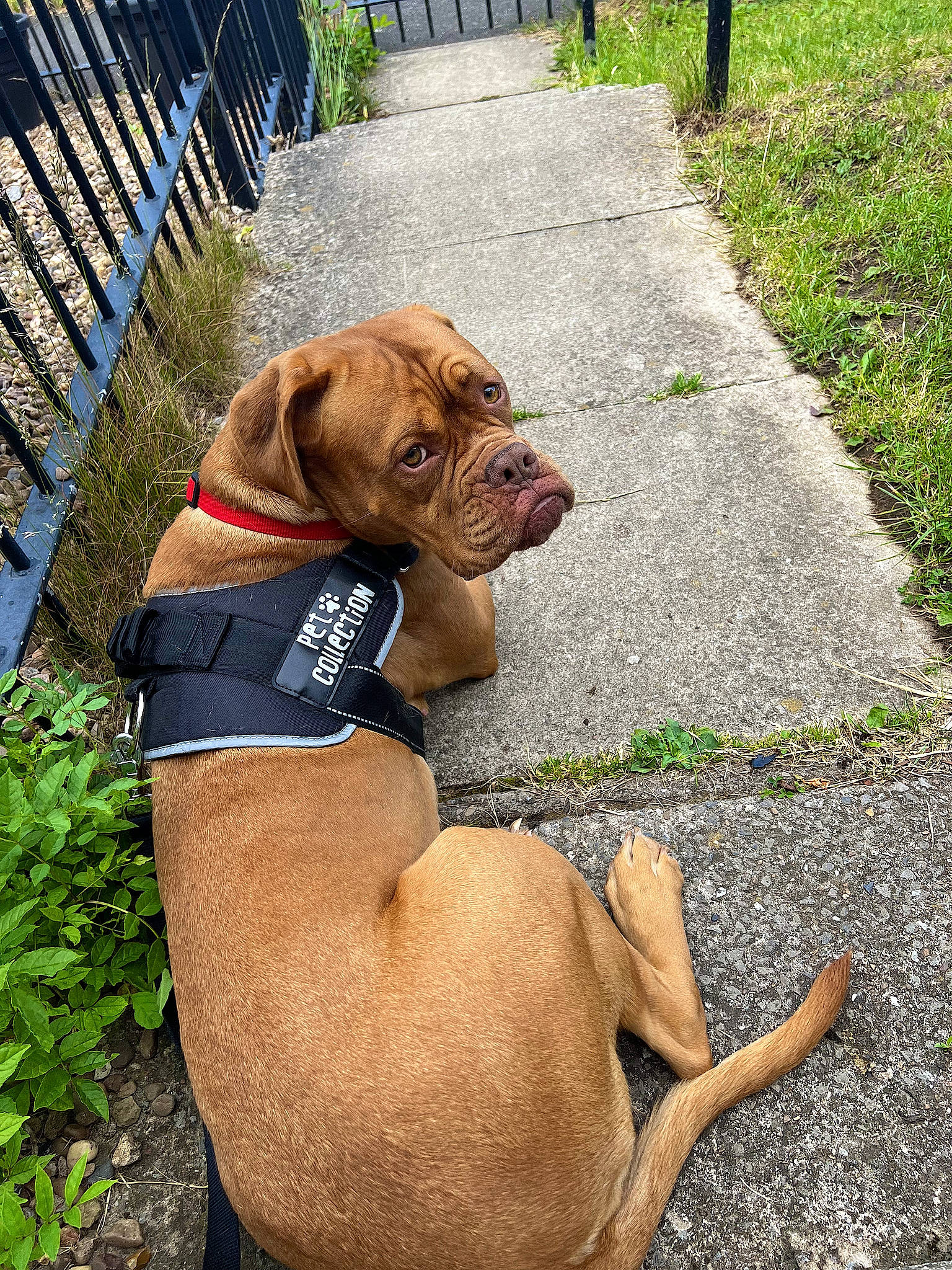 Luna is registered to the contest to win money with this photo: canidae, carnivore, collar, companion_dog, dog, dog_breed, dog_collar, dog_supply, fawn, fence, grass, leash, liver, pet_supply, plant, snout, sporting_group, working_animal, working_dog, wrinkle