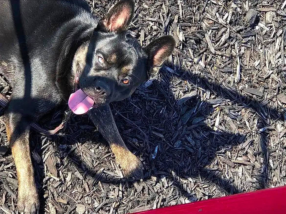 Aries joined the competition — help win amazing prizes! canidae, carnivore, companion_dog, corgi_chihuahua, dog, dog_breed, electric_blue, fawn, fur, grass, paw, russkiy_toy, shadow, snout, soil, sporting_group, terrestrial_animal, toy_dog, whiskers, working_animal