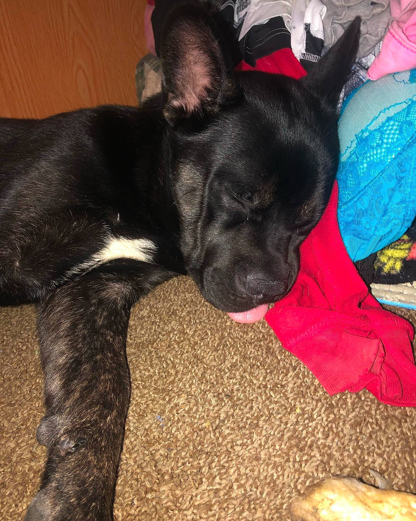 Aries joined the competition — help win amazing prizes! canidae, carmine, carnivore, collar, comfort, companion_dog, dog, dog_breed, dog_supply, ear, fawn, french_bulldog, non_sporting_group, snout, sporting_group, tail, terrestrial_animal, toy_dog, whiskers, working_animal