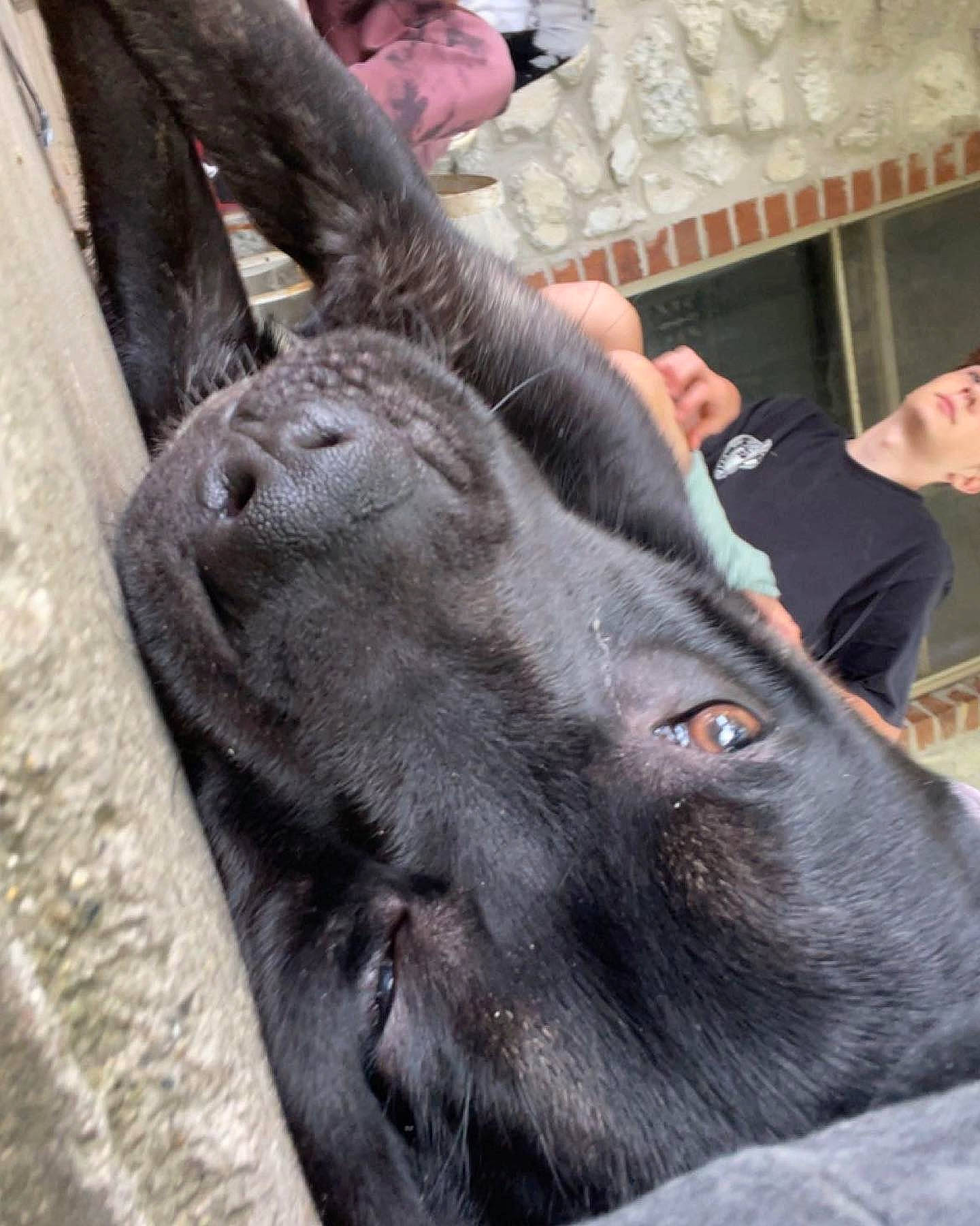 Aries joined the competition — help win amazing prizes! bovine, canidae, dog_breed, ear, elephant, fawn, fur, indian_elephant, koala, livestock, pack_animal, snout, sporting_group, terrestrial_animal, whiskers, wildlife, working_animal, wrinkle, zoo