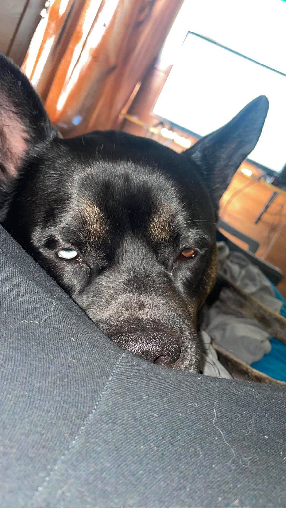 Aries is registered to the contest to win money with this photo: canidae, carnivore, companion_dog, dog, dog_breed, ear, fawn, fur, guard_dog, non_sporting_group, sporting_group, terrestrial_animal, whiskers, working_animal, working_dog