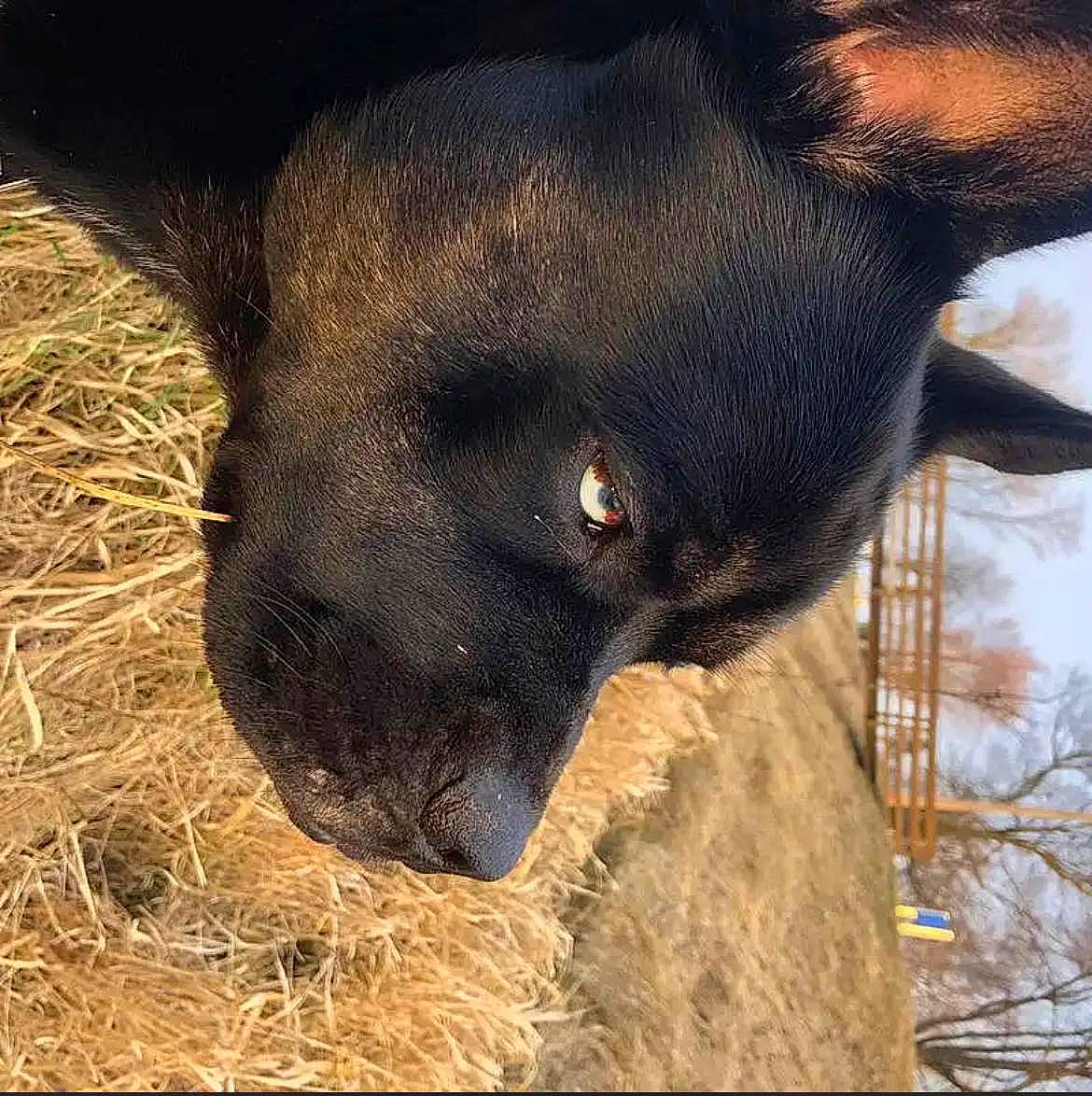 Aries joined the competition — help win amazing prizes! borador, canidae, carnivore, dog, dog_breed, fawn, fur, guard_dog, hunting_dog, livestock, plant, snout, soil, sporting_group, street_dog, suidae, terrestrial_animal, tree, whiskers, working_animal