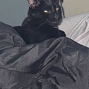 Midnight joined the competition — help win amazing prizes! animal, black_cat, blanket, cat, close_up, cozy, domestic_animal, ears, fabric, feline, fur, home, indoor, pet, portrait, relaxed, resting, sleepy, soft_texture, whiskers