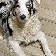 Korg joined the competition — help win amazing prizes! dog, canine, heterochromia, blue_eye, brown_eye, fur, fluffy, lying_down, floor, wooden_floor, pet, indoor, animal, mammal, ears, snout, paw, laying, relaxed, companion