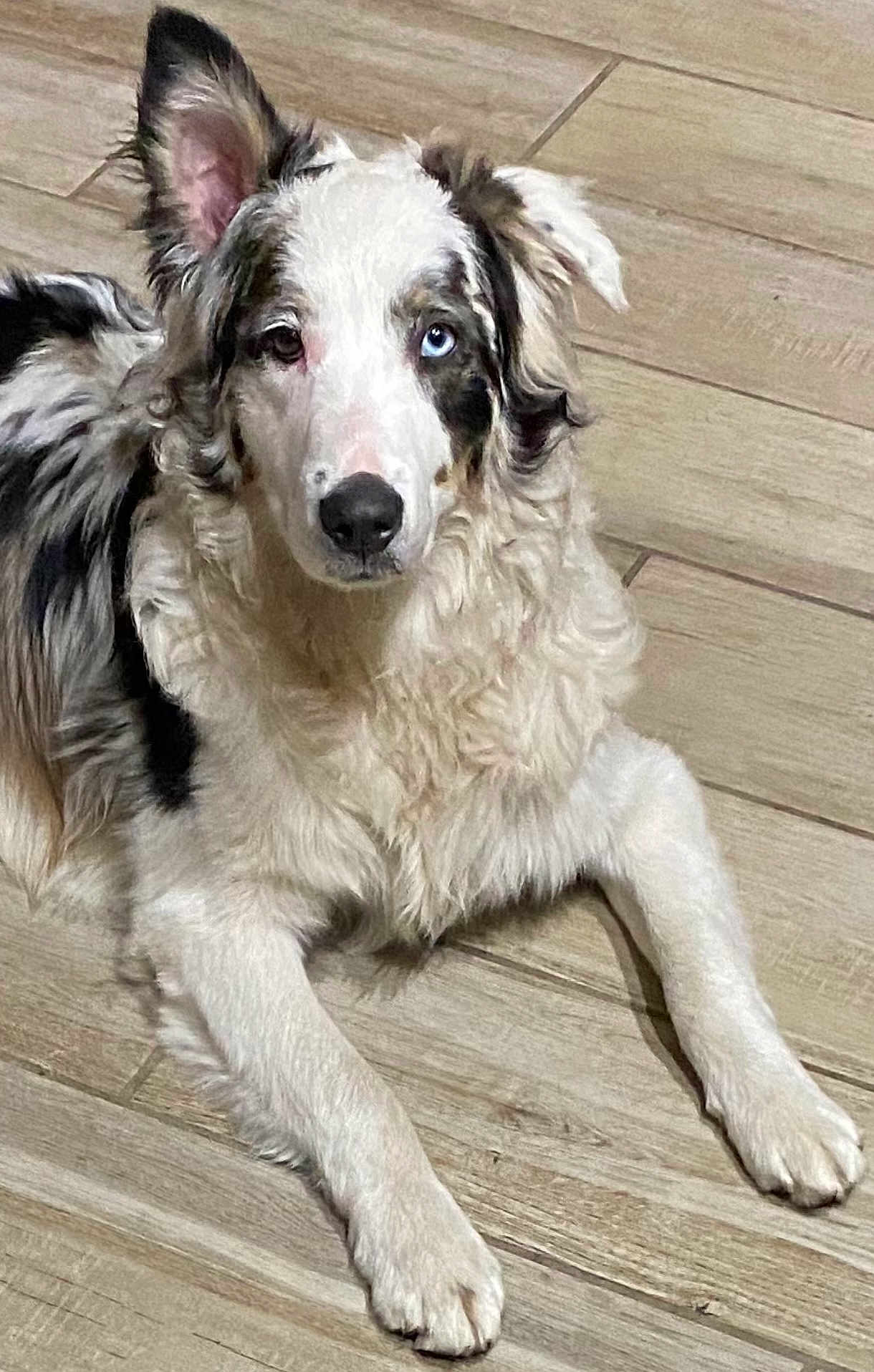 Korg joined the competition — help win amazing prizes! dog, canine, heterochromia, blue_eye, brown_eye, fur, fluffy, lying_down, floor, wooden_floor, pet, indoor, animal, mammal, ears, snout, paw, laying, relaxed, companion