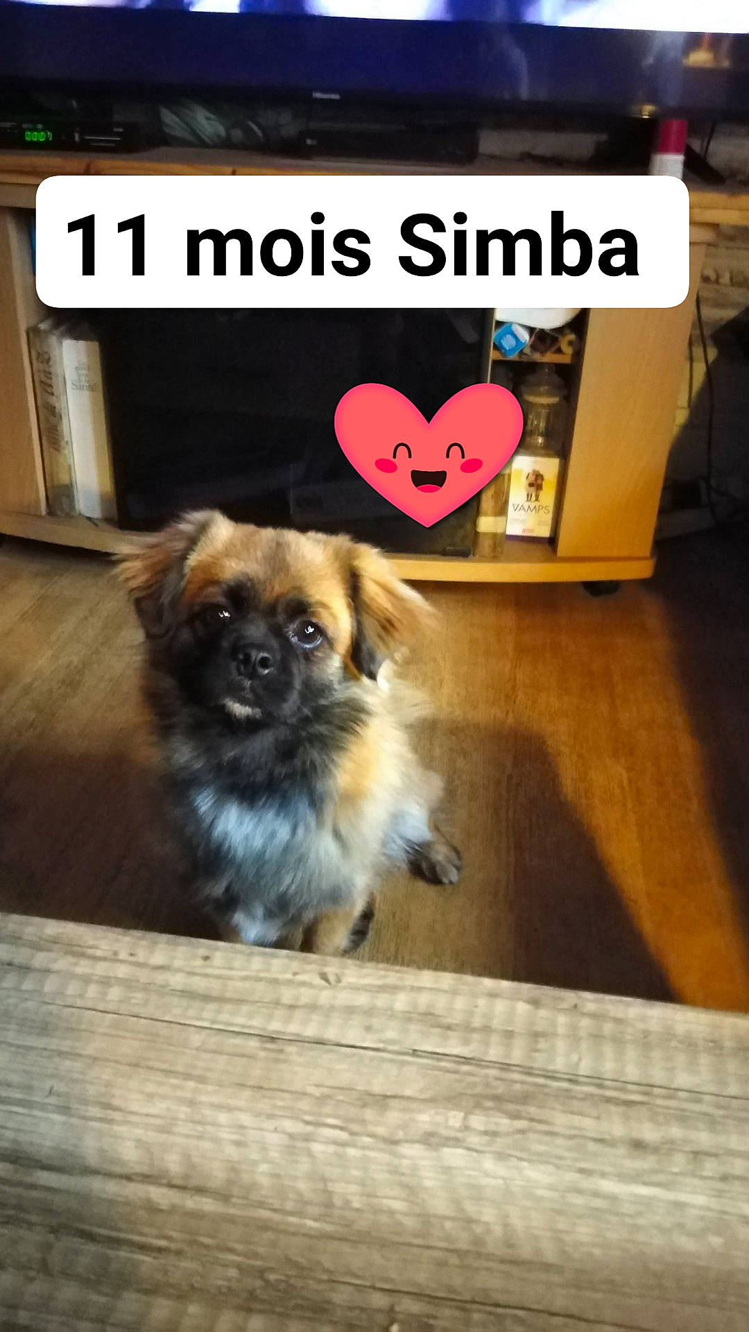 Simba a rejoint le concours — aidez-le/la à gagner de superbes lots ! canidae, carnivore, companion_dog, dog, dog_breed, dog_supply, fawn, flooring, font, fur, hardwood, non_sporting_group, photo_caption, puppy, snout, sporting_group, toy_dog, whiskers, wood, working_animal