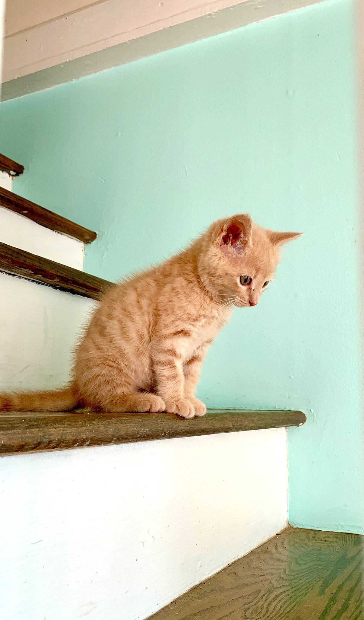 Chicken Nugget is registered to the contest to win money with this photo: bathroom, carnivore, cat, domestic_short_haired_cat, fawn, felidae, flooring, fur, hardwood, pet_supply, plaster, plumbing, rectangle, room, small_to_medium_sized_cats, snout, stairs, tail, whiskers, wood