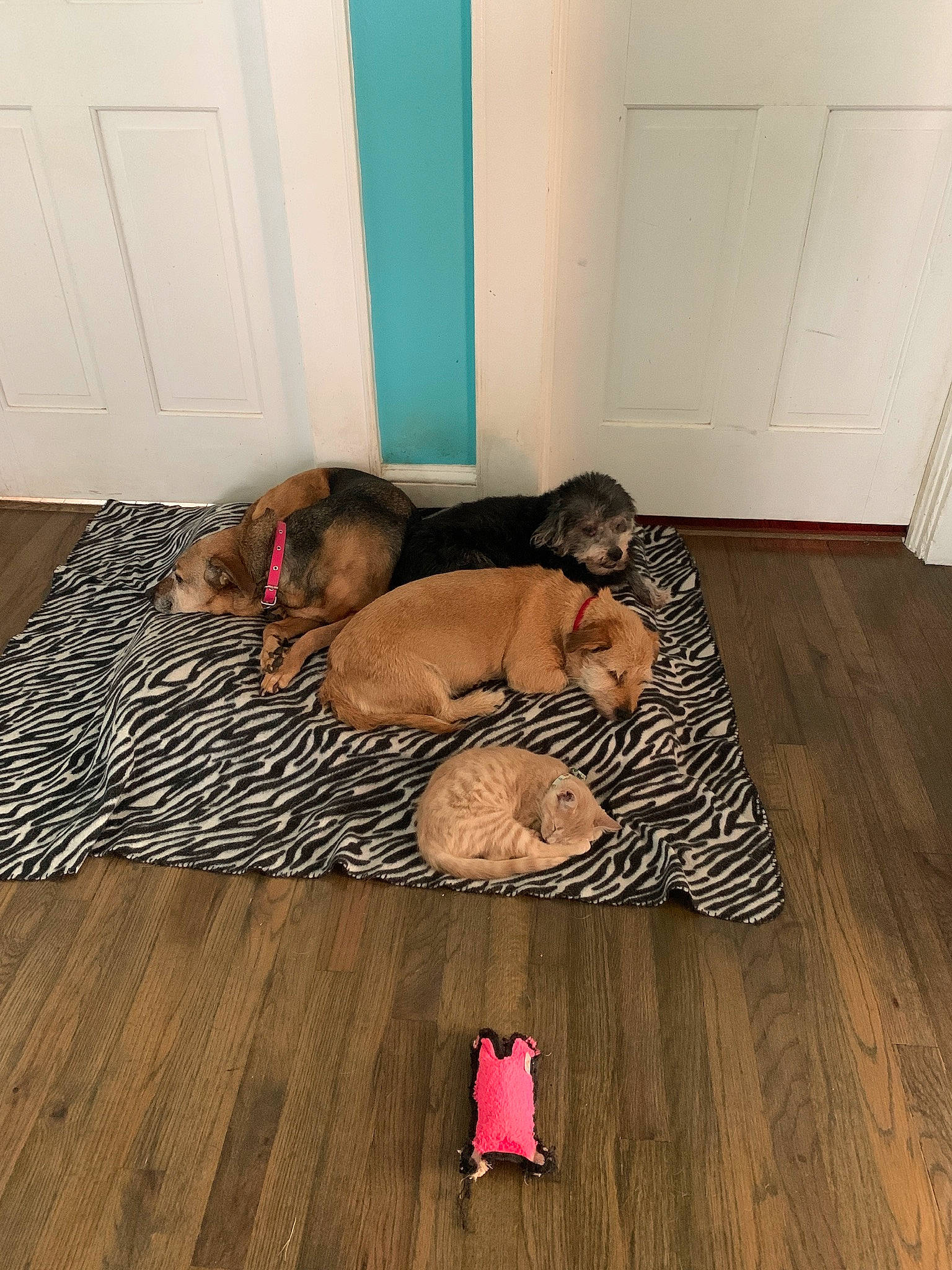 Chicken Nugget is registered to the contest to win money with this photo: brown, carnivore, comfort, companion_dog, dog, dog_bed, dog_breed, dog_supply, door, fawn, floor, flooring, hardwood, laminate_flooring, pattern, pet_supply, wood, wood_flooring, wood_stain, working_animal