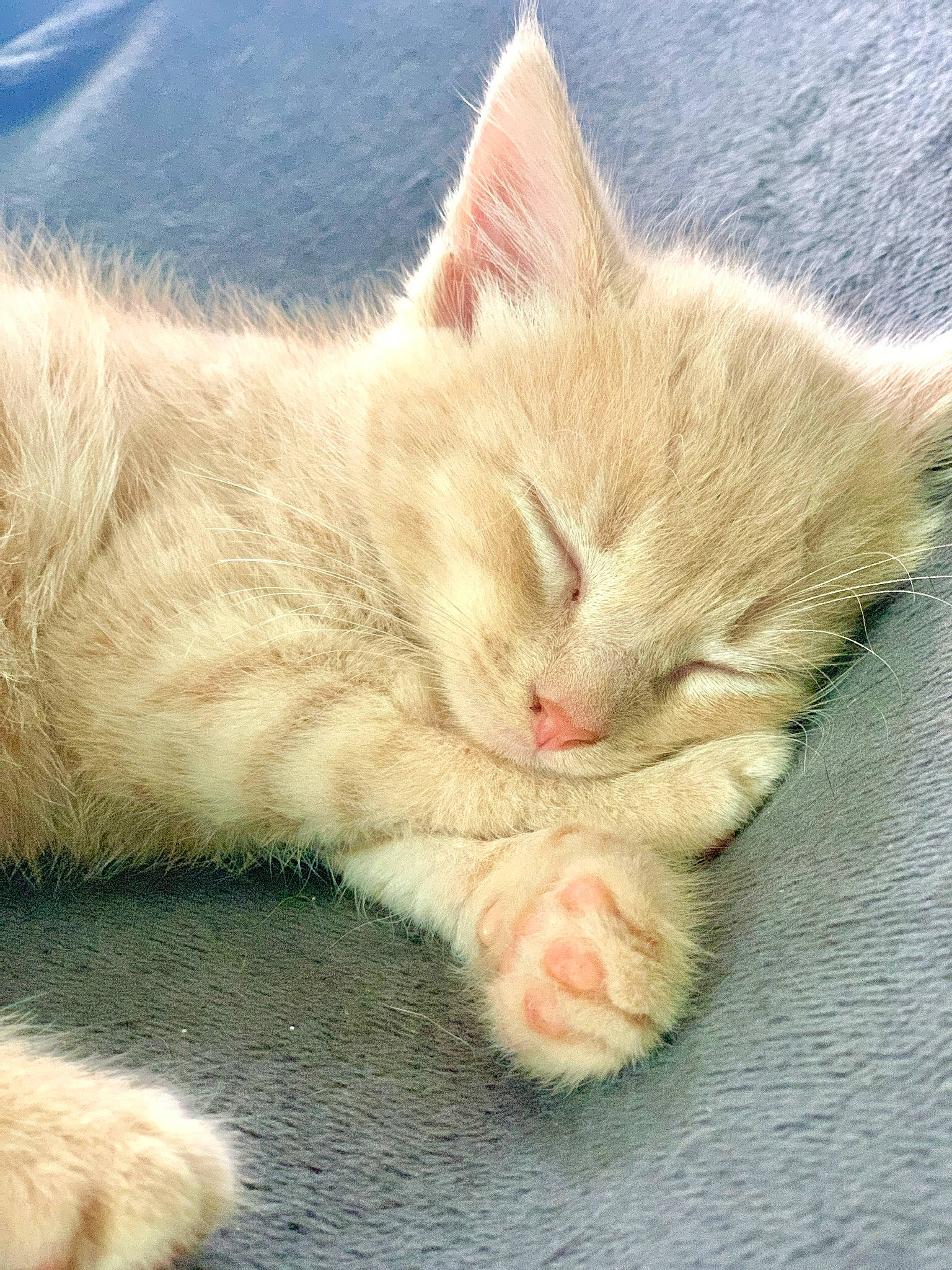 Chicken Nugget joined the competition — help win amazing prizes! carnivore, cat, claw, close_up, comfort, domestic_short_haired_cat, eye, fawn, felidae, foot, fur, gesture, nap, paw, small_to_medium_sized_cats, snout, tail, vertebrate, whiskers, wrinkle