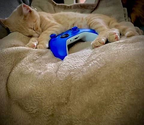 Chicken Nugget joined the competition — help win amazing prizes! bed, carnivore, cat, claw, comfort, couch, domestic_short_haired_cat, electric_blue, fawn, felidae, fur, human_leg, jaw, linens, nail, nap, small_to_medium_sized_cats, whiskers, wrinkle, wrist