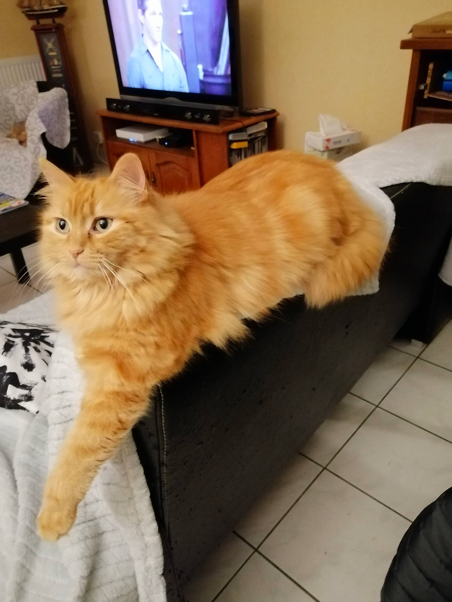 Filou a rejoint le concours — aidez-le/la à gagner de superbes lots ! box, cable_television, carnivore, cat, comfort, domestic_short_haired_cat, fawn, felidae, floor, flooring, fur, hardwood, home_appliance, paw, room, small_to_medium_sized_cats, tail, television, whiskers, wood