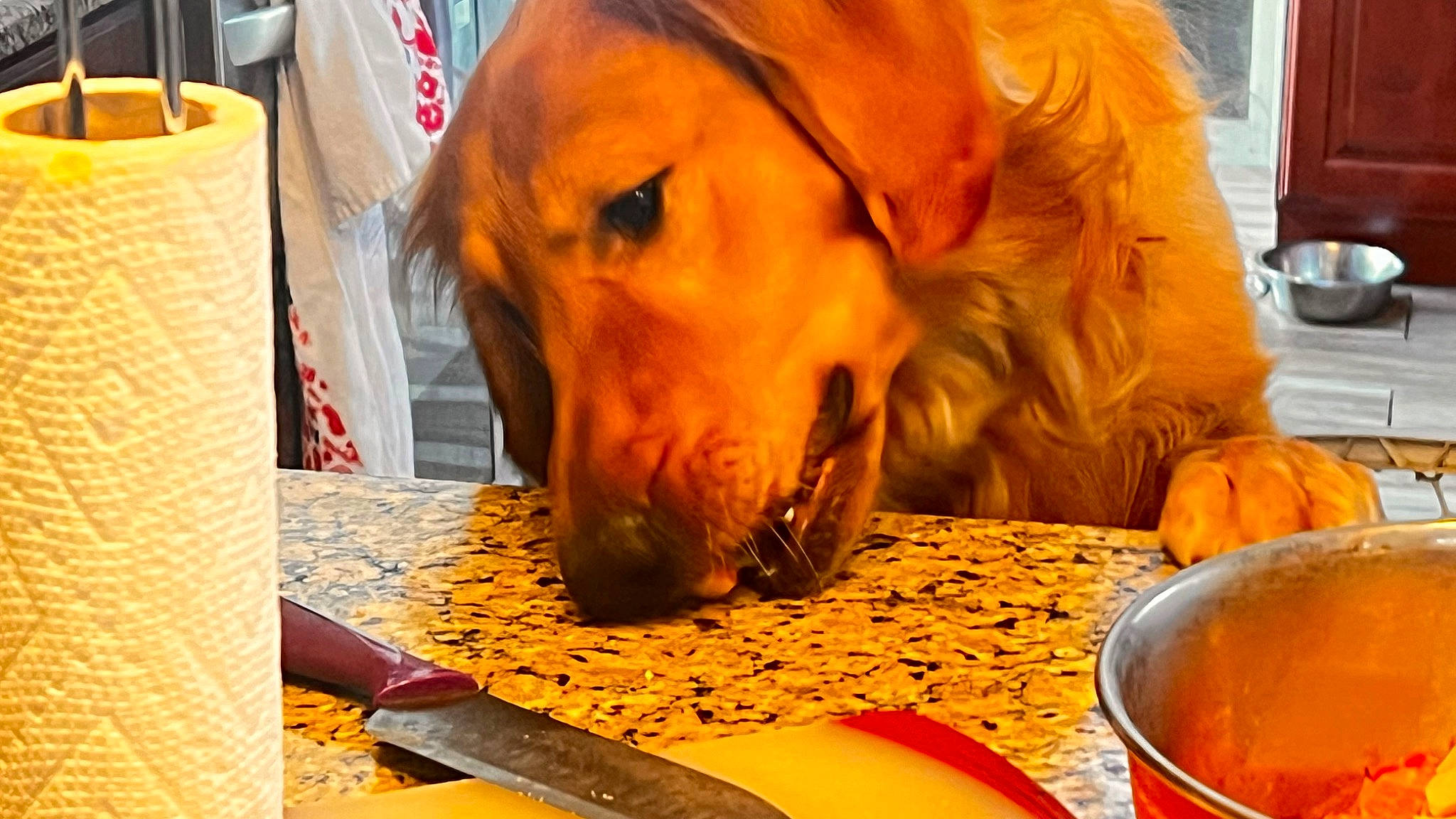 Woody is registered to the contest to win money with this photo: carnivore, companion_dog, cutlery, dog, dog_breed, dog_supply, fawn, food, ingredient, kitchen_utensil, orange, retriever, serveware, snout, spoon, table, tableware, tea, whiskers, working_animal