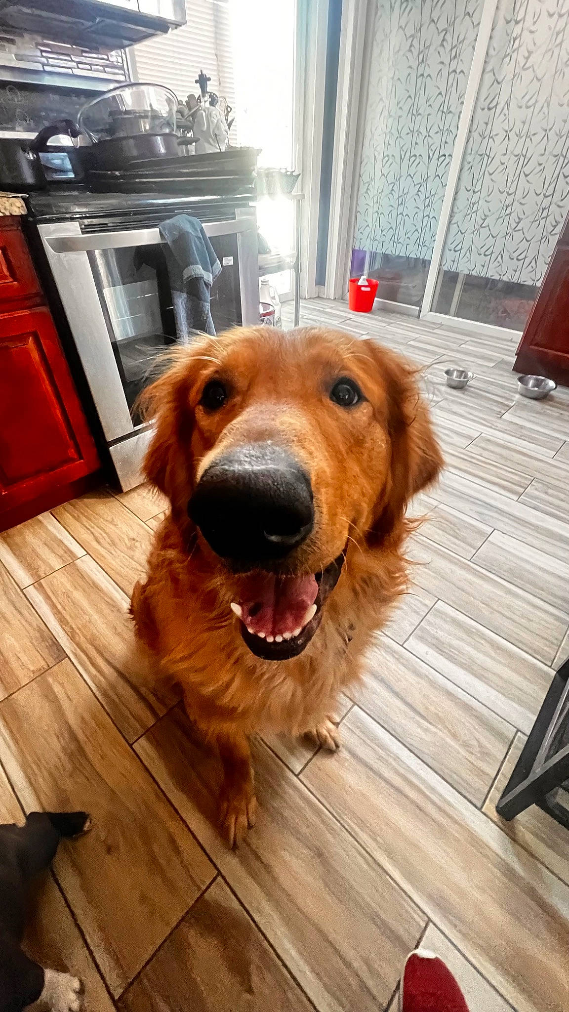 Woody joined the competition — help win amazing prizes! cabinetry, carnivore, companion_dog, cooktop, dog, dog_breed, fawn, floor, flooring, gas_stove, hardwood, home_appliance, kitchen_appliance, kitchen_stove, liver, snout, stove, wood, wood_stain, working_animal