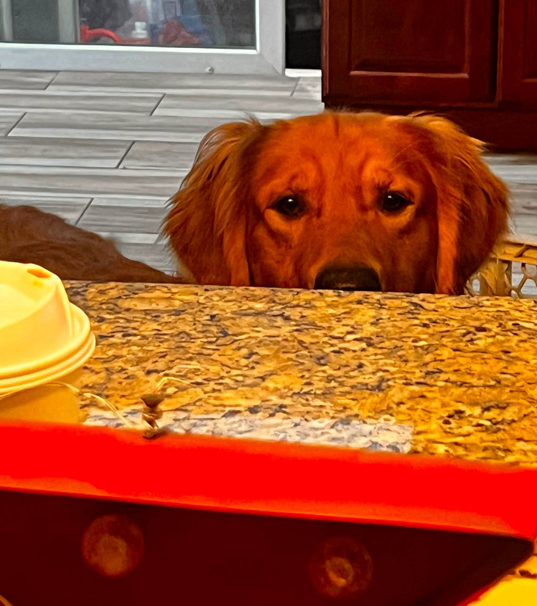 Woody is registered to the contest to win money with this photo: cabinetry, canidae, carnivore, companion_dog, dishware, dog, dog_breed, fawn, flooring, hardwood, liver, pet_supply, plank, serveware, snout, sporting_group, varnish, wood, wood_stain, working_animal