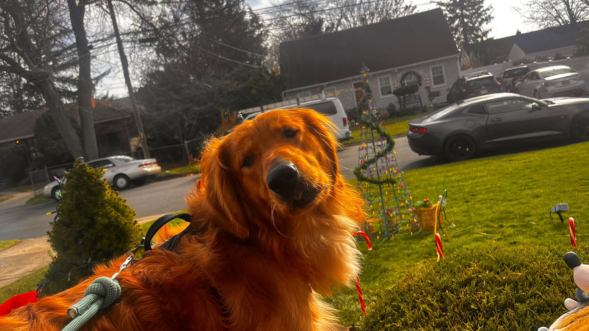 Woody joined the competition — help win amazing prizes! asphalt, canidae, car, carnivore, companion_dog, dog, dog_breed, fang, fur, grass, motor_vehicle, plant, sky, snout, sporting_group, tire, tree, vehicle, wheel, window