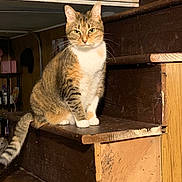 Bubblez is registered to the contest to win money with this photo: cat, tabby_cat, pet, animal, indoor, stairs, wood, wooden_stairs, feline, sitting, fur, whiskers, ears, tail, house, home, domestic, quiet, calm, looking