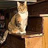 cat, tabby_cat, pet, animal, indoor, stairs, wood, wooden_stairs, feline, sitting, fur, whiskers, ears, tail, house, home, domestic, quiet, calm, looking
