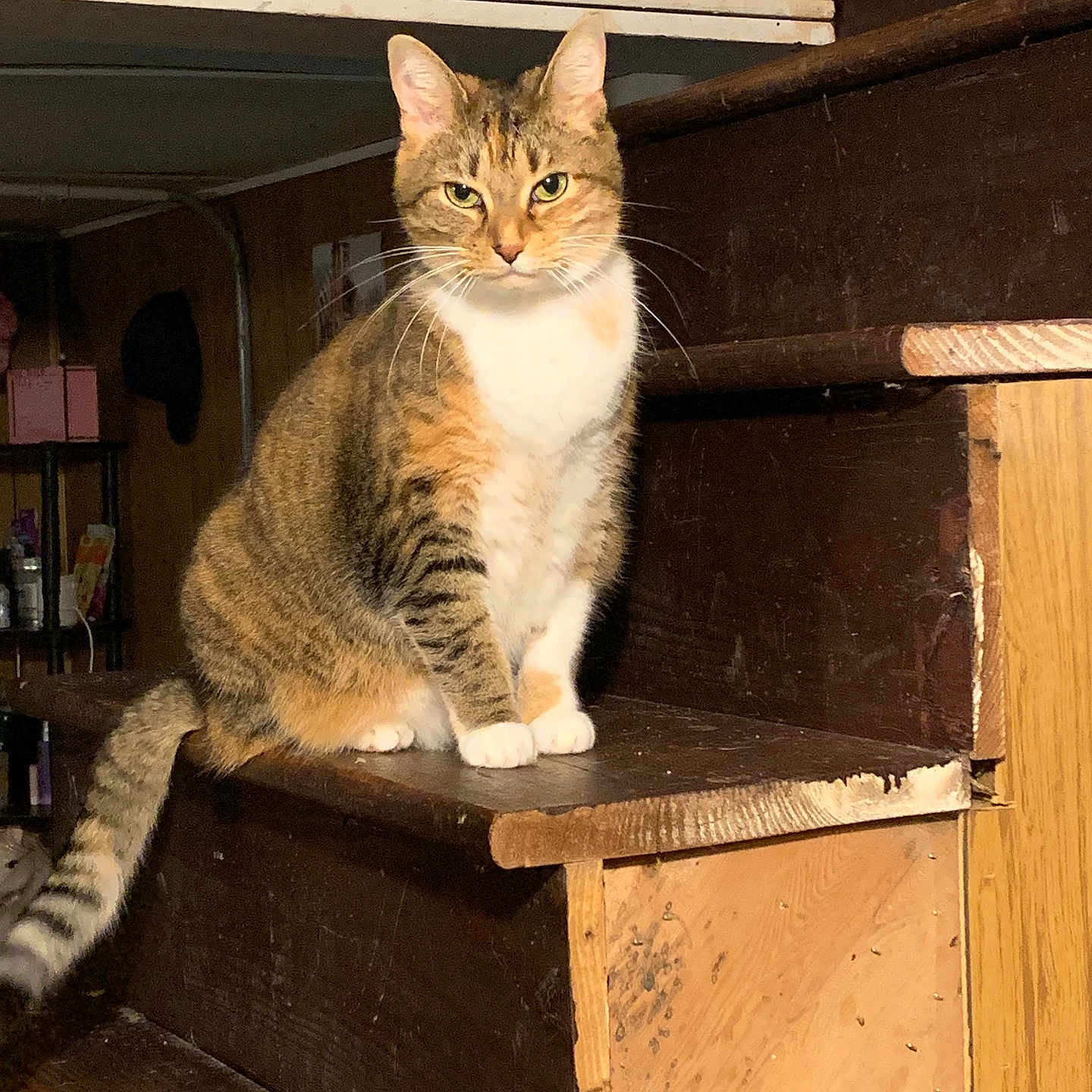 Bubblez is registered to the contest to win money with this photo: cat, tabby_cat, pet, animal, indoor, stairs, wood, wooden_stairs, feline, sitting, fur, whiskers, ears, tail, house, home, domestic, quiet, calm, looking