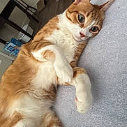 Frankie is registered to the contest to win money with this photo: cat, orange_cat, white_cat, pet, indoor, relaxed, lying_down, feline, fur, whiskers, paw, floor, chair, home, cozy, domestic, animal, cute, resting, soft_surface
