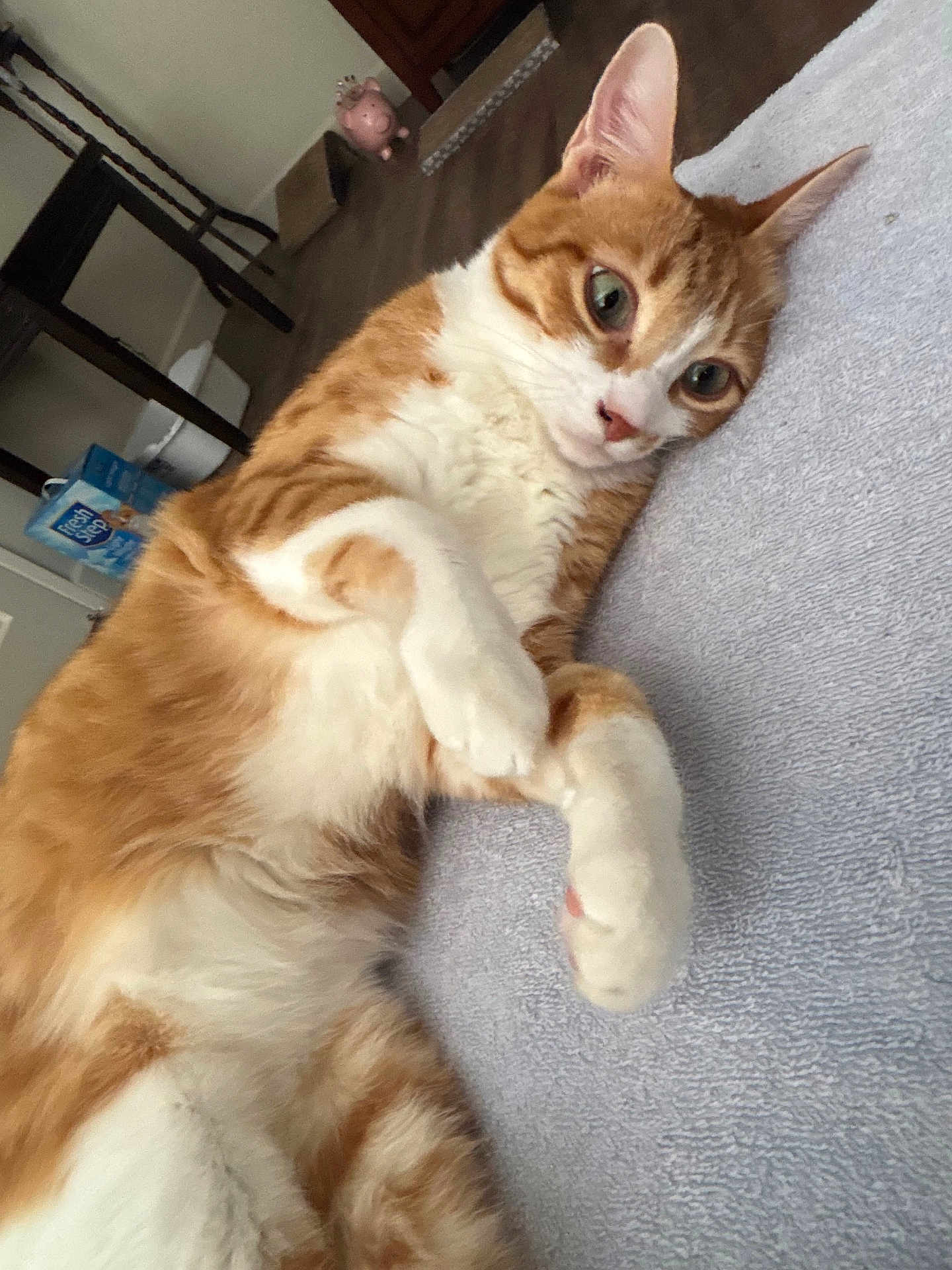 Frankie