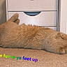 Bubby joined the competition — help win amazing prizes! carpet, cat, clutter, colorful_text, cozy, domestic_animal, drawer, feline, floor, fluffy, home, indoor, lying_down, orange_cat, pet, rainbow_text, relaxed, resting, sleeping, text_overlay