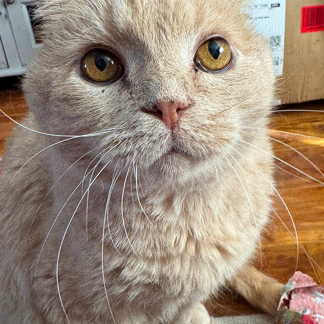 Bubby