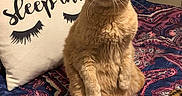 Bubby joined the competition — help win amazing prizes! animal, bed, blanket, cat, cozy, cute, domestic_cat, eyelashes, folded_ears, furniture, ginger_cat, indoor, looking_at_camera, orange_fur, paisley_pattern, pet, pillow, portrait, sleep_in, whiskers