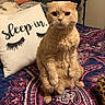 animal, bed, blanket, cat, cozy, cute, domestic_cat, eyelashes, folded_ears, furniture, ginger_cat, indoor, looking_at_camera, orange_fur, paisley_pattern, pet, pillow, portrait, sleep_in, whiskers