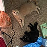 Bubby joined the competition — help win amazing prizes! animal, black_cat, cable, carpet, casual, cat, clutter, eyes, feline, floor, household, indoor, lying_down, mess, orange_cat, papers, pet, plastic_bag, relaxing, unposed