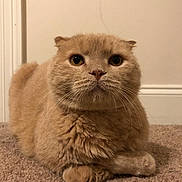 Bubby joined the competition — help win amazing prizes! animal, carpet, cat, close_up, cute, domestic_animal, ears, eyes, face, feline, fur, furry, indoor, looking_at_camera, mammal, pet, portrait, scottish_fold, sitting, whiskers
