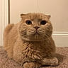 animal, carpet, cat, close_up, cute, domestic_animal, ears, eyes, face, feline, fur, furry, indoor, looking_at_camera, mammal, pet, portrait, scottish_fold, sitting, whiskers