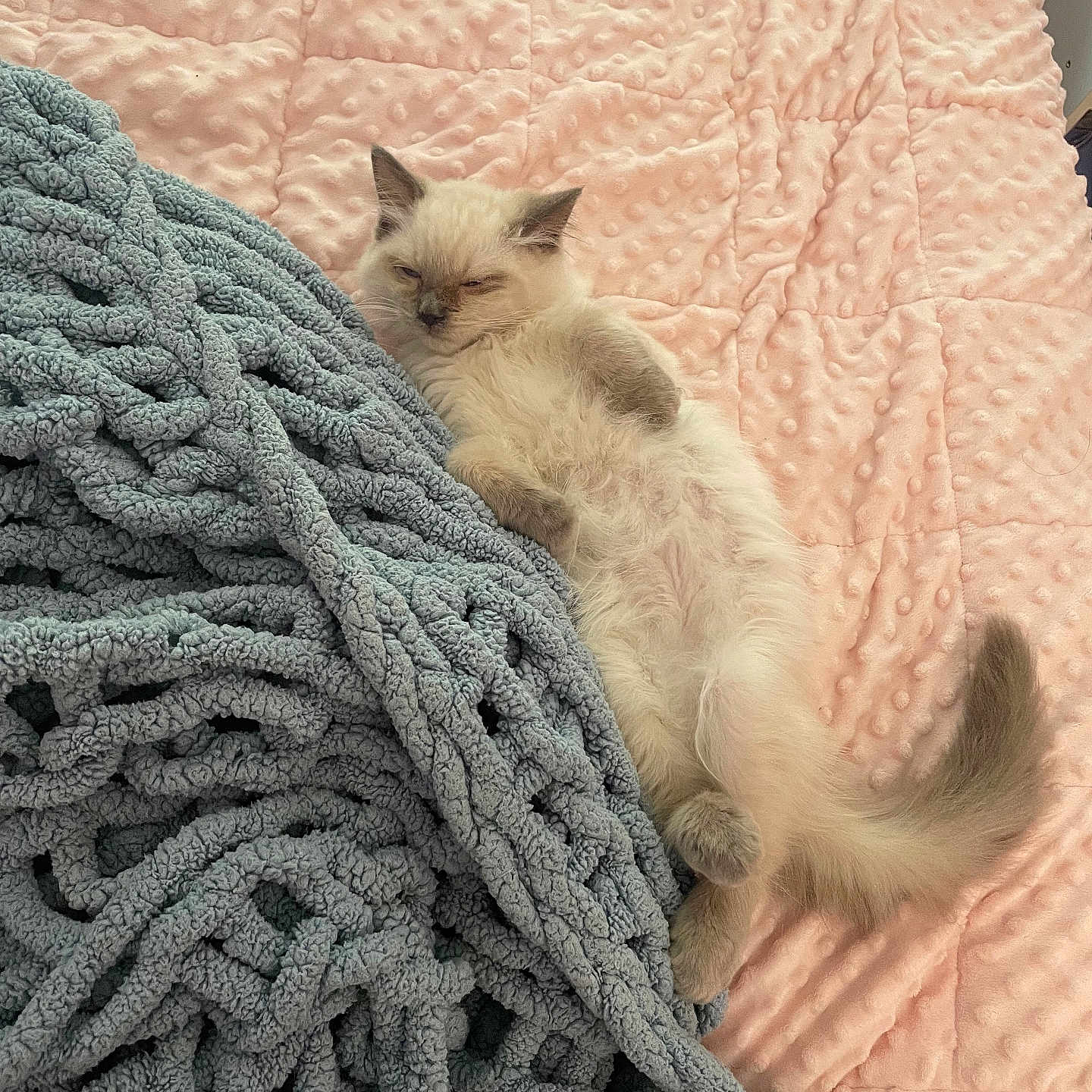 Tofu is registered to the contest to win money with this photo: angora, animal, bed, blanket, cat, couch, furniture, homedecor, kitten, linen, manx, person, pet, quilt, siamese, sleeping, towel