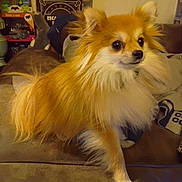 Poppy is registered to the contest to win money with this photo: dog, small_dog, fluffy, couch, indoor, pet, animal, fur, brown, white, living_room, blanket, toy, household, cute, companion, sitting, alert, domestic, canine