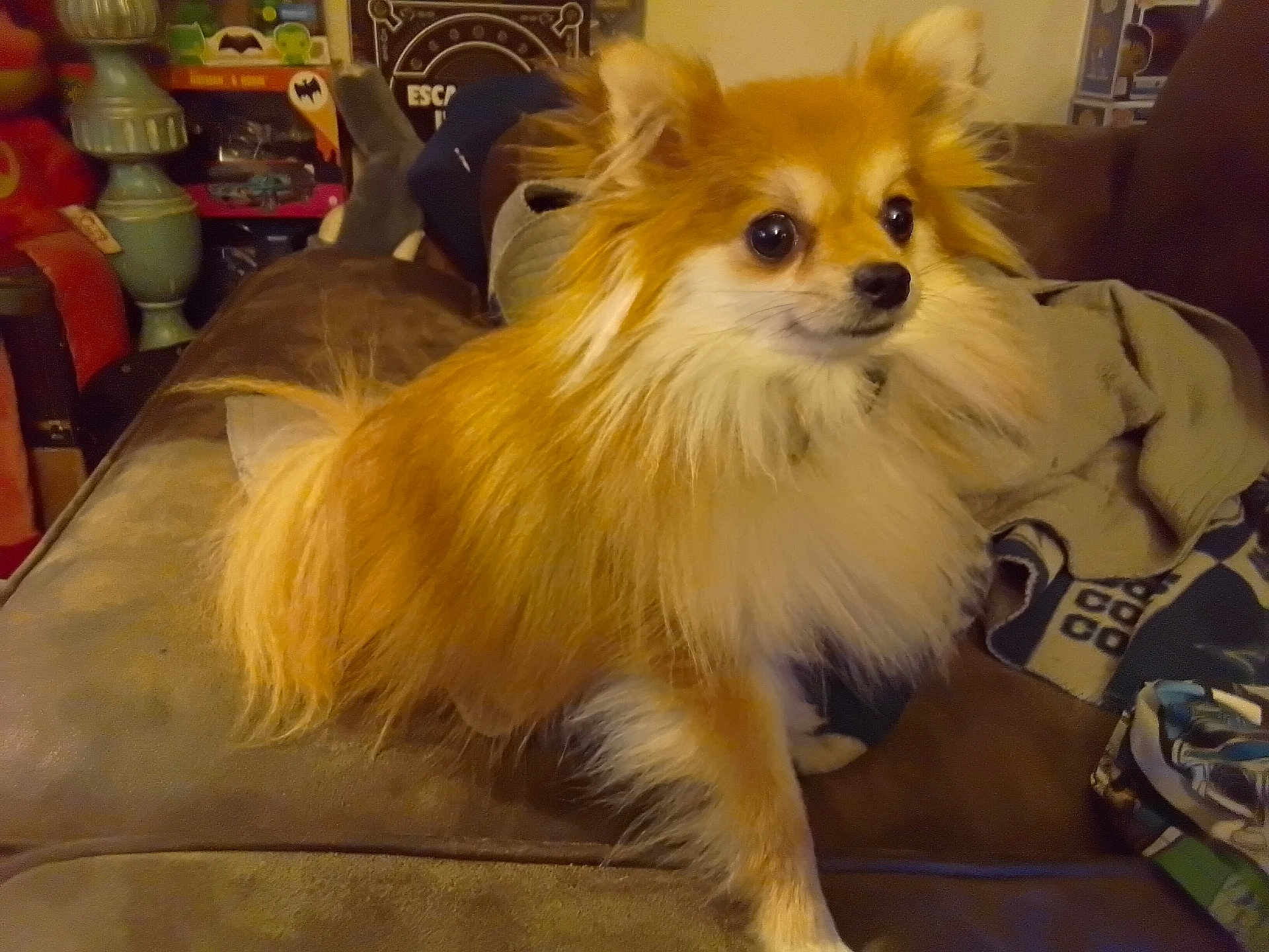 Poppy is registered to the contest to win money with this photo: dog, small_dog, fluffy, couch, indoor, pet, animal, fur, brown, white, living_room, blanket, toy, household, cute, companion, sitting, alert, domestic, canine