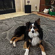 Bogo joined the competition — help win amazing prizes! dog, tricolor, lying_down, carpet, indoor, living_room, fireplace, shelf, decor, pet, fur, brown, black, white, ears, eyes, floor, cozy, home, animal