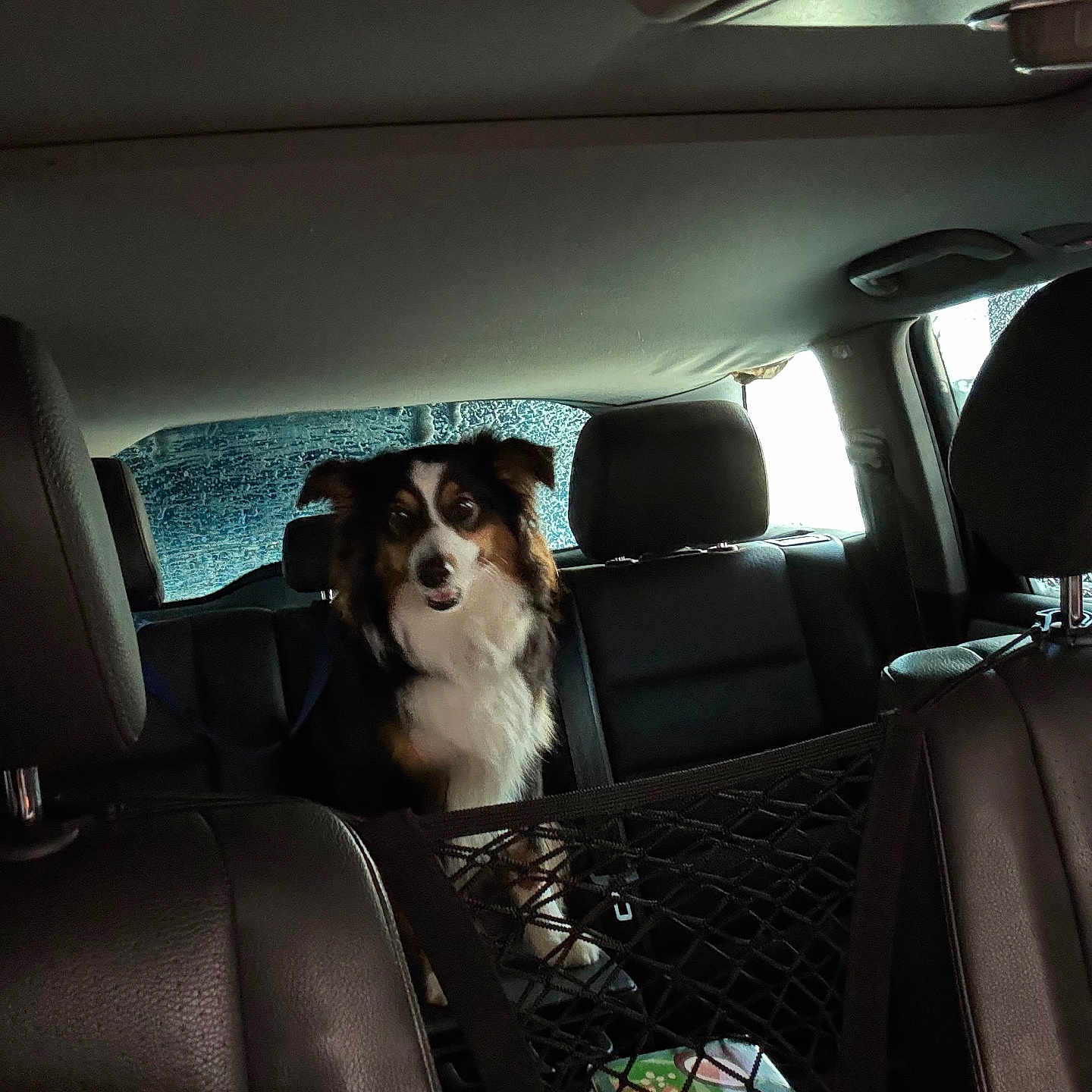 Bogo joined the competition — help win amazing prizes! animal, backseat, box, calm, canine, car_interior, companion, curious, dog, fur, headrest, indoor, leather_seat, net, pet, restraint, seatbelt, transport, vehicle, window