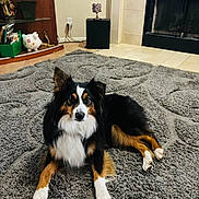 Bigo joined the competition — help win amazing prizes! animal, carpet, curious, decor, dog, ears, eyes, fireplace, floor, fur, home, indoor, laying, living_room, pet, piggy_bank, relaxed, shelf, tile, tricolor
